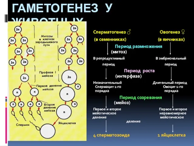 ГАМЕТОГЕНЕЗ У ЖИВОТНЫХ Сперматогенез ♂ Овогенез ♀ (в семенниках) (в яичниках)