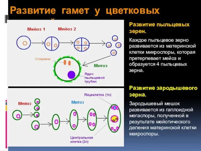 Развитие гамет у цветковых растений Развитие пыльцевых зерен. Каждое пыльцевое зерно