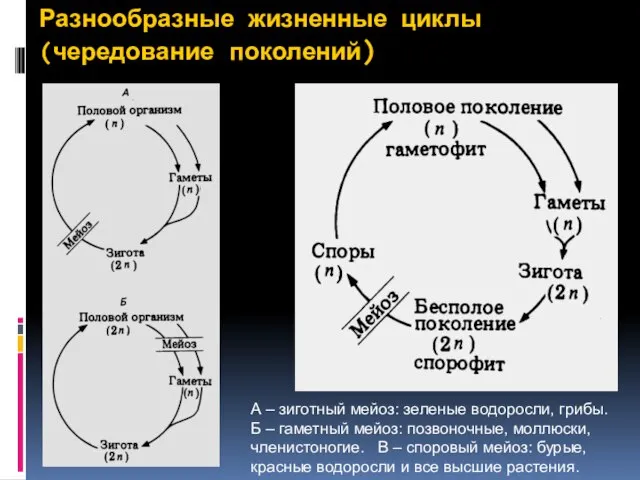 Разнообразные жизненные циклы (чередование поколений) А – зиготный мейоз: зеленые водоросли,