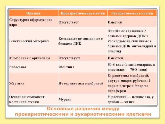 Основные различия между прокариотическими и эукариотическими клетками