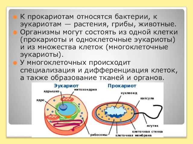 К прокариотам относятся бактерии, к эукариотам — растения, грибы, животные. Организмы