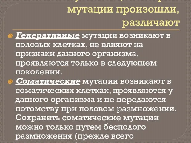 По типу клеток, в которых мутации произошли, различают Генеративные мутации возникают