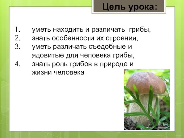 уметь находить и различать грибы, знать особенности их строения, уметь различать