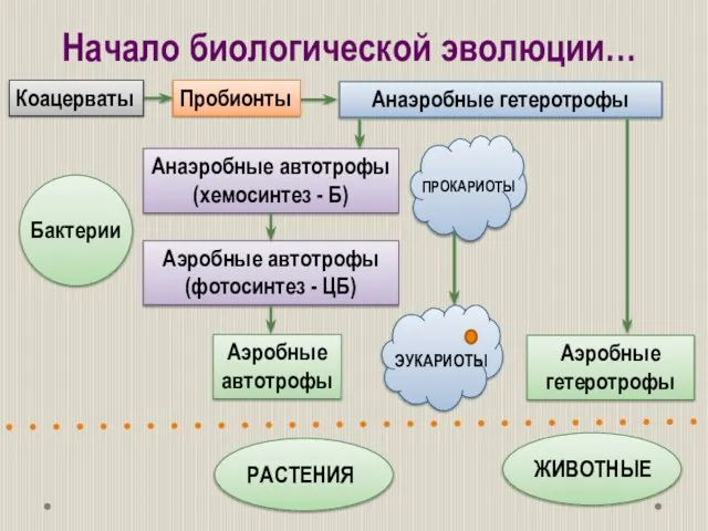 Начало биологической эволюции… Коацерваты Пробионты Анаэробные автотрофы (хемосинтез - Б) Анаэробные