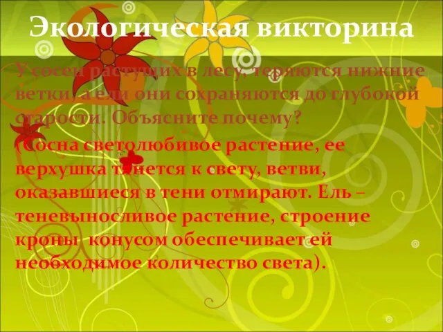 Экологическая викторина У сосен растущих в лесу, теряются нижние ветки, а