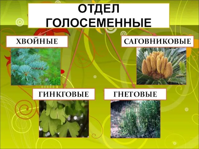 ХВОЙНЫЕ САГОВНИКОВЫЕ ГИНКГОВЫЕ ГНЕТОВЫЕ ОТДЕЛ ГОЛОСЕМЕННЫЕ