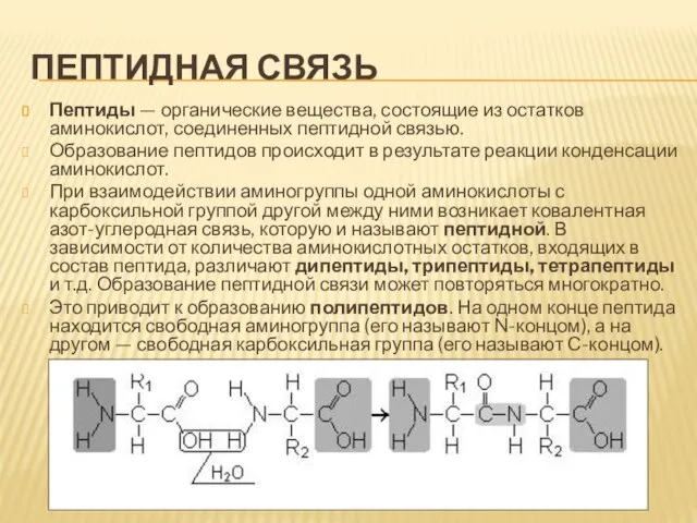 Пептидная связь Пептиды — органические вещества, состоящие из остатков аминокислот, соединенных