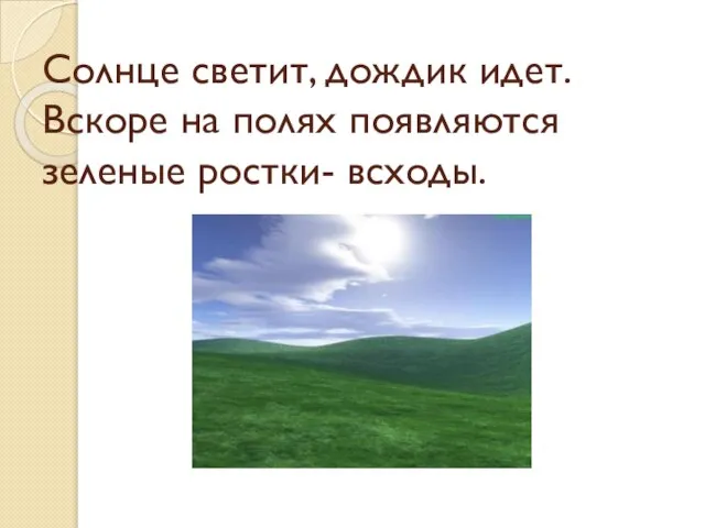 Солнце светит, дождик идет. Вскоре на полях появляются зеленые ростки- всходы.