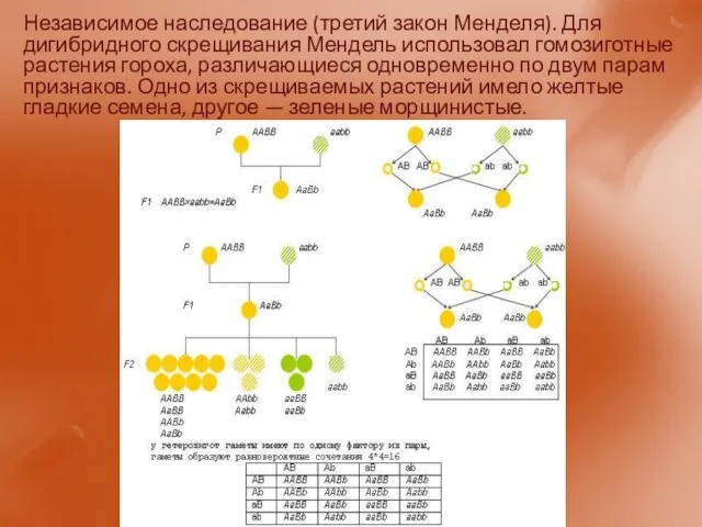 Независимое наследование (третий закон Менделя). Для дигибридного скрещивания Мендель использовал гомозиготные