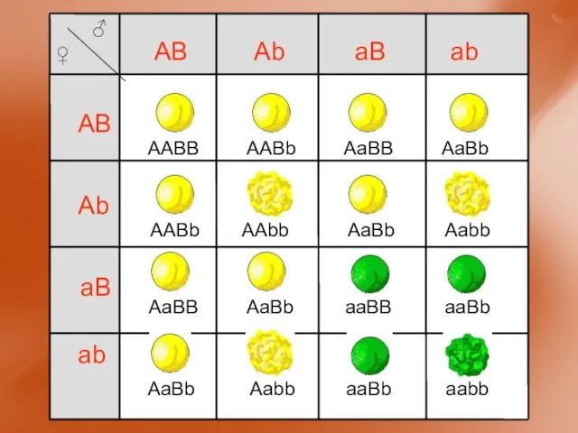 AABB AB Ab aB ab AB Ab aB ab AABb AaBB