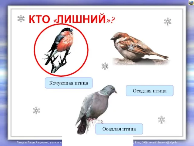 КТО «ЛИШНИЙ»? Кочующая птица Оседлая птица Оседлая птица