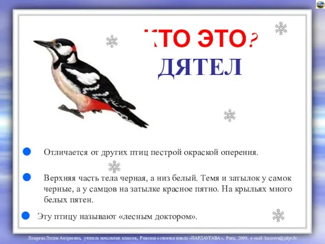 ДЯТЕЛ Отличается от других птиц пестрой окраской оперения. Верхняя часть тела