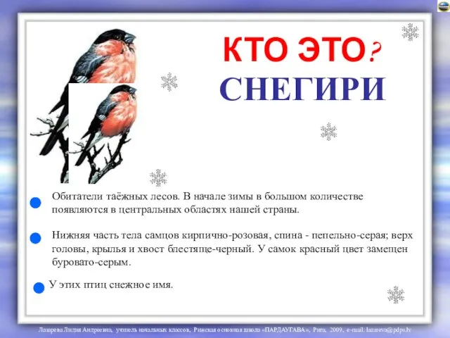 СНЕГИРИ Обитатели таёжных лесов. В начале зимы в большом количестве появляются