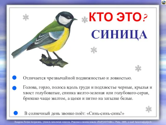 СИНИЦА Отличается чрезвычайной подвижностью и ловкостью. Голова, горло, полоса вдоль груди