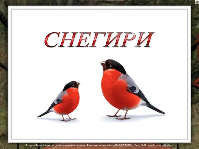 СНЕГИРИ