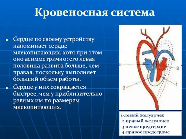 Кровеносная система Сердце по своему устройству напоминает сердце млекопитающих, хотя при