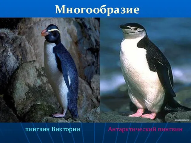 Многообразие пингвин Виктории Антарктический пингвин