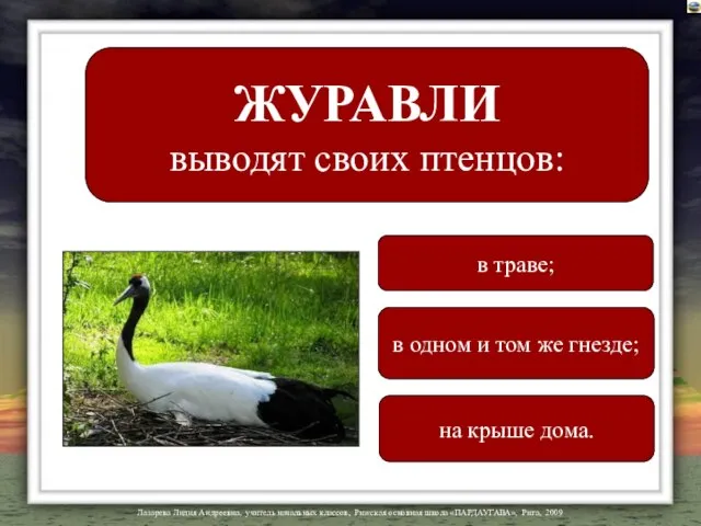 ЖУРАВЛИ выводят своих птенцов: в одном и том же гнезде; в траве; на крыше дома.