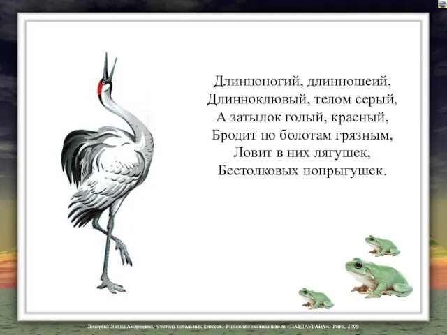 Длинноногий, длинношеий, Длинноклювый, телом серый, А затылок голый, красный, Бродит по