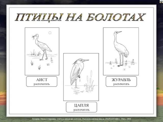 АИСТ распечатать ЖУРАВЛЬ распечатать ЦАПЛЯ распечатать ПТИЦЫ НА БОЛОТАХ