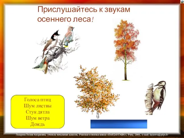 Голоса птиц Шум листвы Стук дятла Шум ветра Дождь Прислушайтесь к звукам осеннего леса!