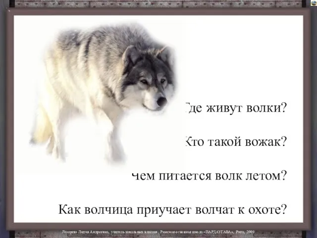 Где живут волки? Кто такой вожак? Чем питается волк летом? Как волчица приучает волчат к охоте?