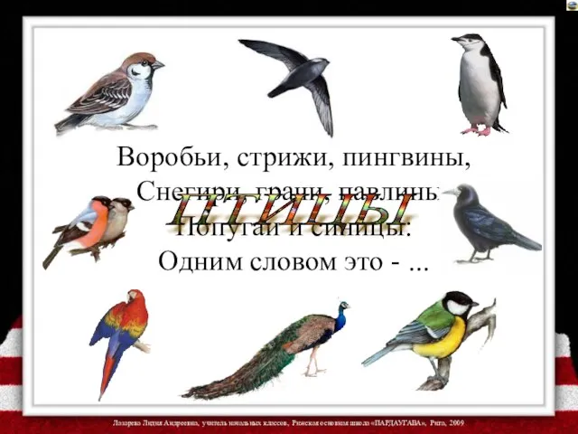 Воробьи, стрижи, пингвины, Снегири, грачи, павлины, Попугаи и синицы: Одним словом это - ... ПТИЦЫ