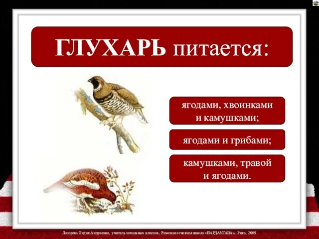 ГЛУХАРЬ питается: ягодами, хвоинками и камушками; ягодами и грибами; камушками, травой и ягодами.