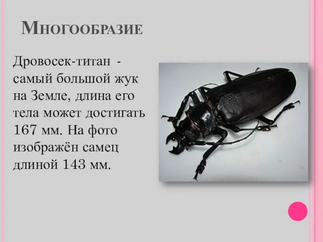 Многообразие Дровосек-титан - самый большой жук на Земле, длина его тела