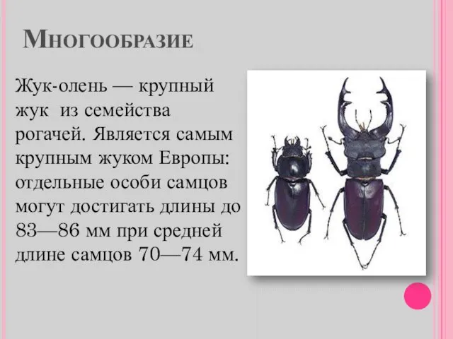 Многообразие Жук-олень — крупный жук из семейства рогачей. Является самым крупным