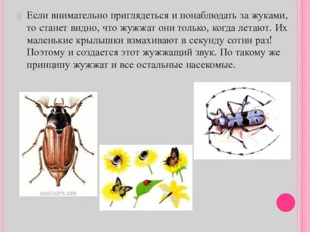 Если внимательно приглядеться и понаблюдать за жуками, то станет видно, что