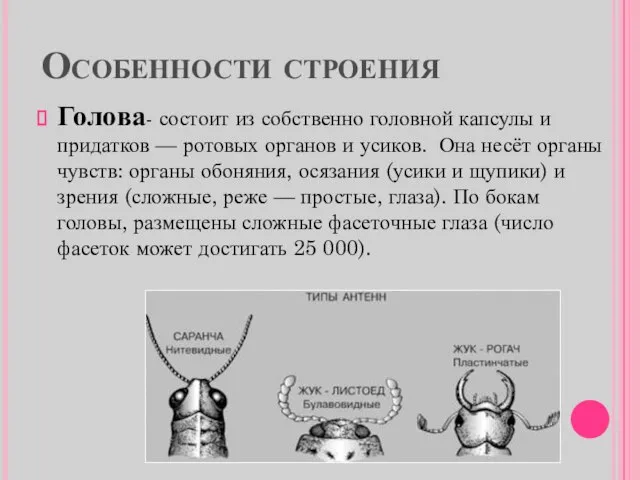 Особенности строения Голова- состоит из собственно головной капсулы и придатков —