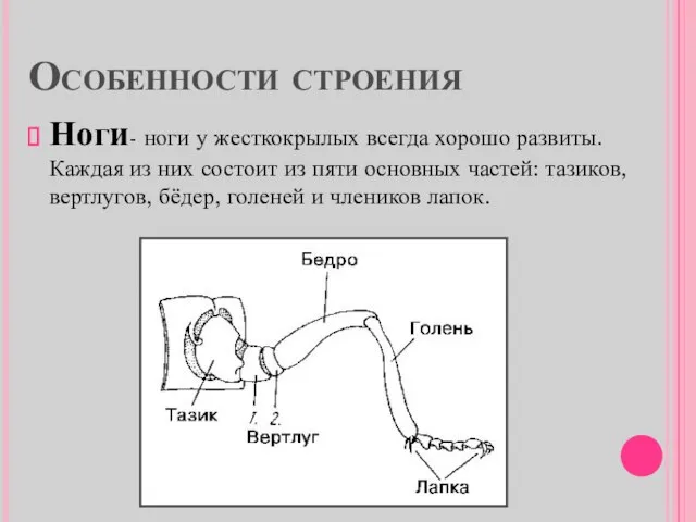 Особенности строения Ноги- ноги у жесткокрылых всегда хорошо развиты. Каждая из