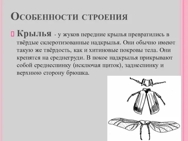 Особенности строения Крылья - у жуков передние крылья превратились в твёрдые