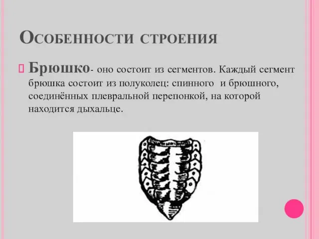 Особенности строения Брюшко- оно состоит из сегментов. Каждый сегмент брюшка состоит