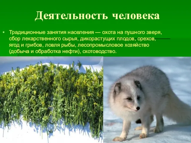 Деятельность человека Традиционные занятия населения — охота на пушного зверя, сбор