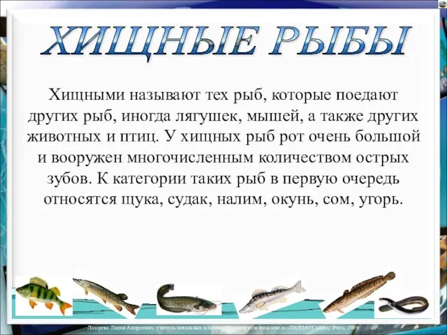 Хищными называют тех рыб, которые поедают других рыб, иногда лягушек, мышей,