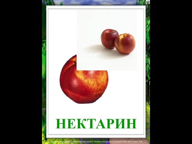 НЕКТАРИН