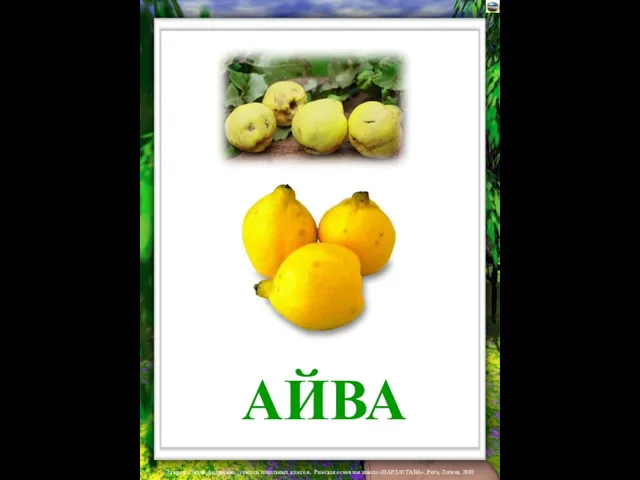 АЙВА