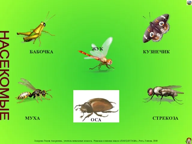 БАБОЧКА ЖУК КУЗНЕЧИК МУХА ОСА СТРЕКОЗА НАСЕКОМЫЕ