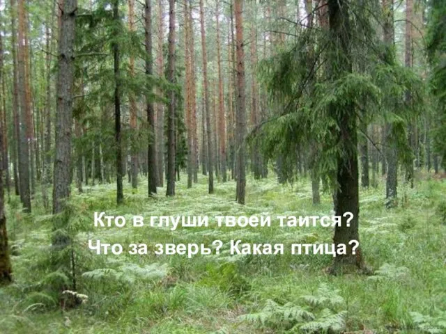 Кто в глуши твоей таится? Что за зверь? Какая птица?