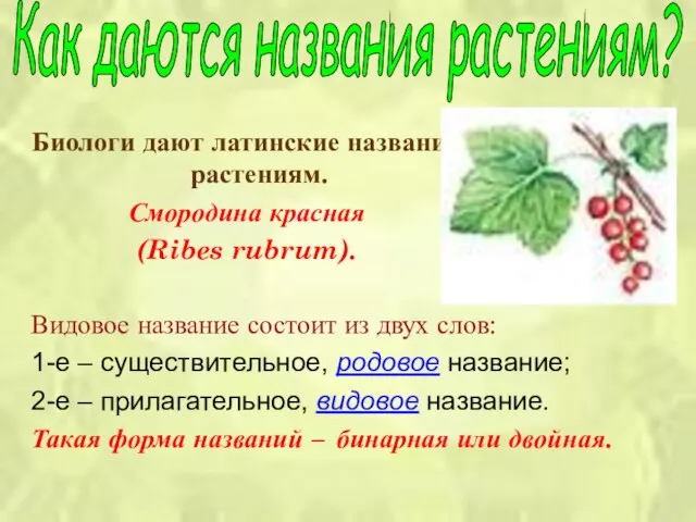 Биологи дают латинские названия растениям. Смородина красная (Ribes rubrum). Видовое название