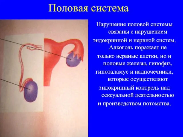 Половая система Нарушение половой системы связаны с нарушением эндокринной и нервной