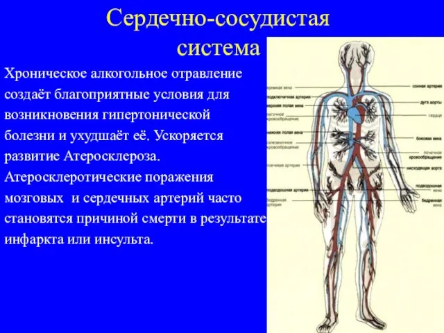 Сердечно-сосудистая система Хроническое алкогольное отравление создаёт благоприятные условия для возникновения гипертонической