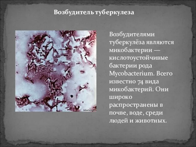 Возбудитель туберкулеза Возбудителями туберкулёза являются микобактерии — кислотоустойчивые бактерии рода Mycobacterium.