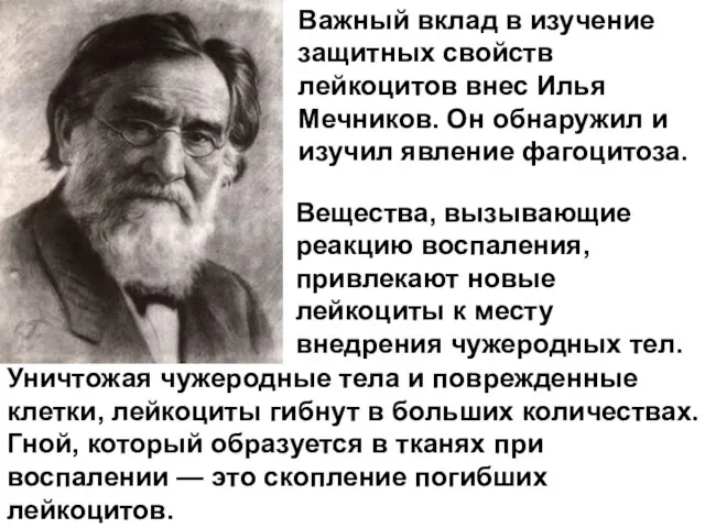 Вещества, вызывающие реакцию воспаления, привлекают новые лейкоциты к месту внедрения чужеродных