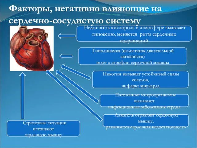 Гиподинамия (недостаток двигательной активности) ведет к атрофии сердечной мышцы Алкоголь отравляет