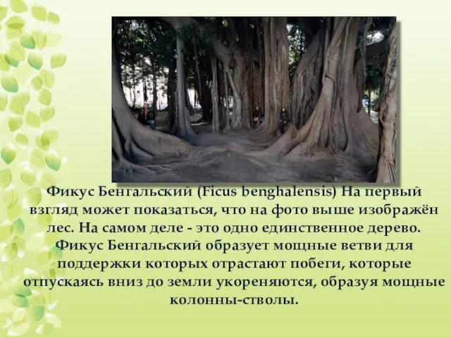 Фикус Бенгальский (Ficus benghalensis) На первый взгляд может показаться, что на