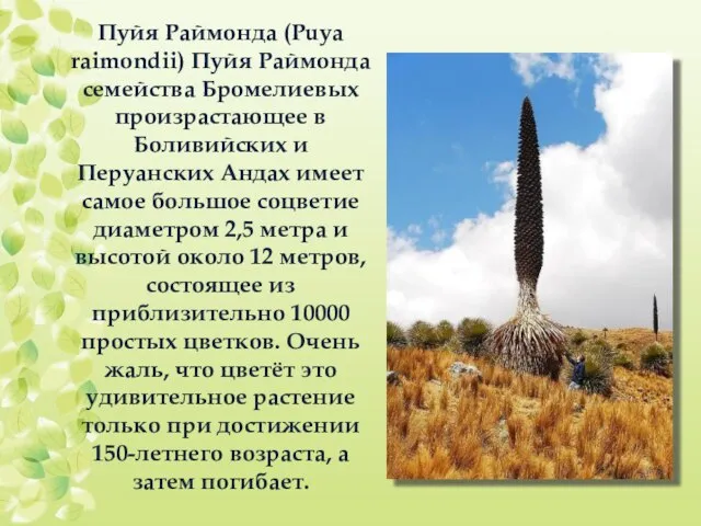 Пуйя Раймонда (Puya raimondii) Пуйя Раймонда семейства Бромелиевых произрастающее в Боливийских