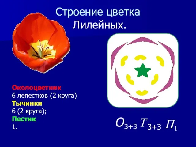 Строение цветка Лилейных. Околоцветник 6 лепестков (2 круга) Тычинки 6 (2 круга); Пестик 1.